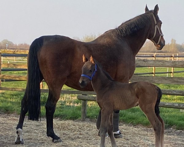 dressage horse Desperada Weissena (Oldenburg, 2022, from Desperado)