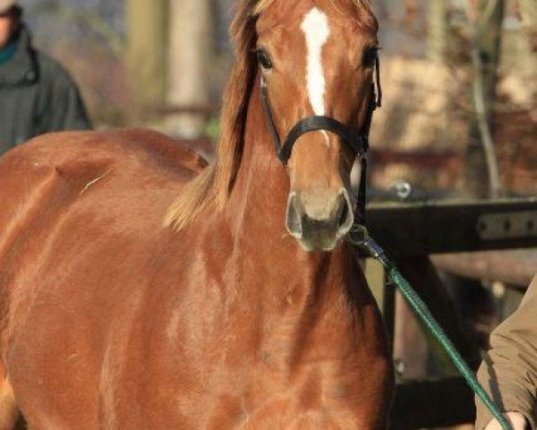 horse White Katha xx (Thoroughbred, 2011, from Notnowcato xx)