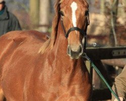 horse White Katha xx (Thoroughbred, 2011, from Notnowcato xx)