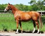 broodmare For Liberty (Oldenburg show jumper, 2005, from For Pleasure)