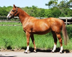 broodmare For Liberty (Oldenburg show jumper, 2005, from For Pleasure)