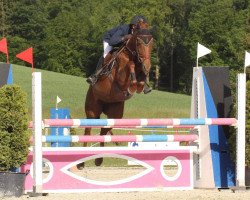 jumper Schiwa (German Riding Pony, 2005, from Tizian)