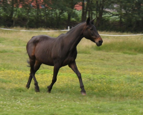 broodmare Ima Cloeving (German trotters, 1985, from Totem Volita (US))