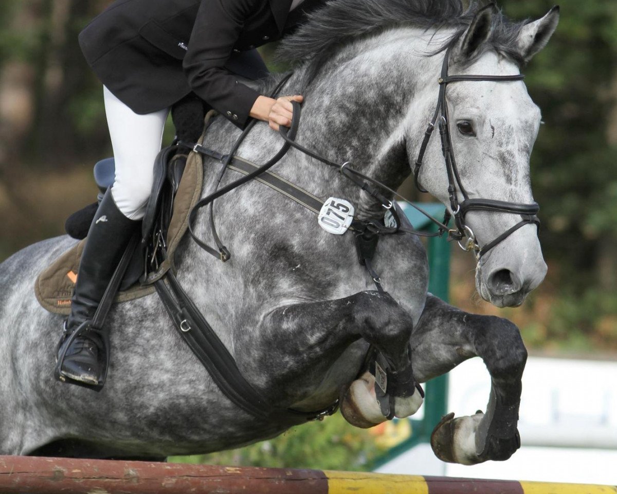 Springpferd Callahan (Holsteiner, 2003, von Chambertin)