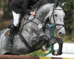 jumper Callahan (Holsteiner, 2003, from Chambertin)