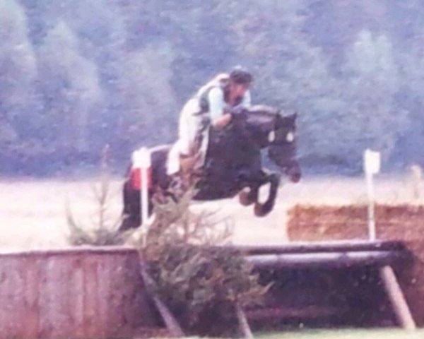 horse Oliver xx (Thoroughbred, 1996, from Mandelbaum xx)