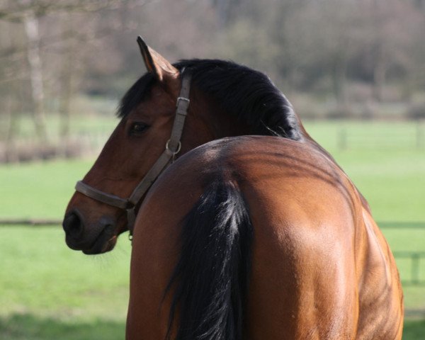 Pferd Cicke (Bayer, 2001, von Caretello B)