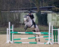 broodmare Cuarenta y tres (Oldenburg show jumper, 2005, from Berlin)