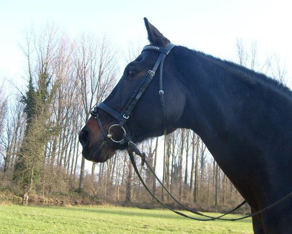 horse Diavolino 2 (Westphalian, 1996, from Donnerschlag)