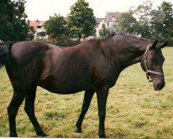 broodmare Alexa xx (Thoroughbred, 1981, from Kaiseradler xx)