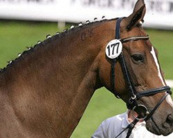 broodmare Insterfee VII (Trakehner, 1993, from Kennedy)