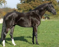 dressage horse In Petto (Trakehner, 1999, from Buddenbrock)