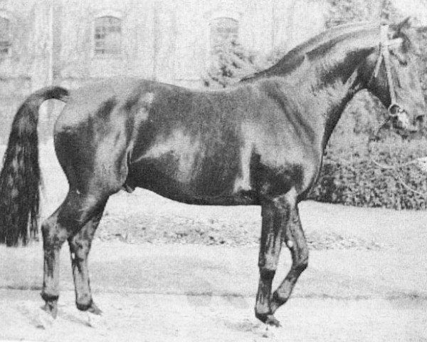 stallion Borusse Ldb Ba (Trakehner, 1962, from Boris)