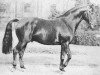stallion Borusse Ldb Ba (Trakehner, 1962, from Boris)