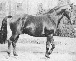 stallion Borusse Ldb Ba (Trakehner, 1962, from Boris)