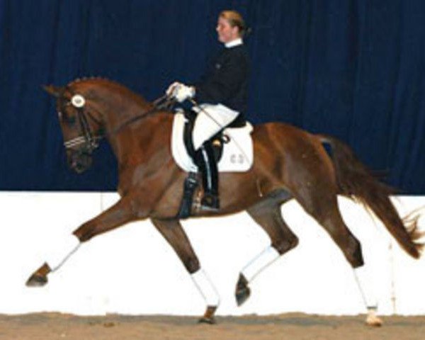 dressage horse Harley 69 (Trakehner, 2002, from Connery)