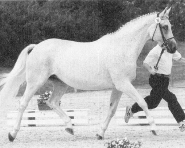 horse Habiana (Trakehner, 1983, from Fabian)