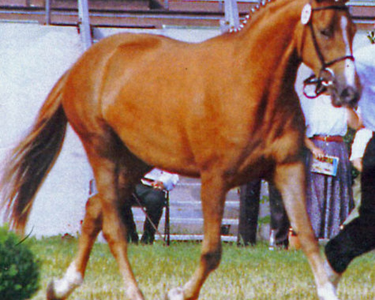 broodmare Schöne Maid (Trakehner, 1992, from Alarm 1324)