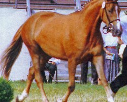 broodmare Schöne Maid (Trakehner, 1992, from Alarm 1324)