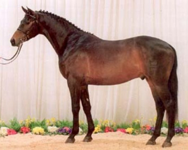 stallion Hertug (Trakehner, 1996, from Schwadroneur)