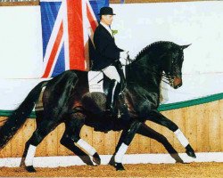 dressage horse Tanzmeister II (Trakehner, 1996, from Caprimond)