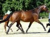 broodmare Kosima XIX (Trakehner, 2000, from Ivernel)