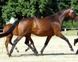 Zuchtstute Kosima XIX (Trakehner, 2000, von Ivernel)