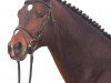 stallion Samarkand (Trakehner, 2000, from Linne)