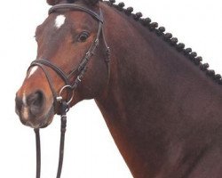 stallion Samarkand (Trakehner, 2000, from Linne)