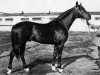 stallion Papirus (Russian Trakehner, 1968, from Pamir)