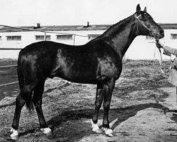 stallion Papirus (Russian Trakehner, 1968, from Pamir)