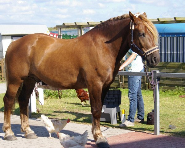 Pferd Olimp (Polnisches Kaltblut, 2007, von Lucznik)