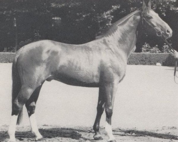 stallion Lustig I (Westphalian, 1968, from Lucius xx)