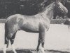 stallion Lustig I (Westphalian, 1968, from Lucius xx)