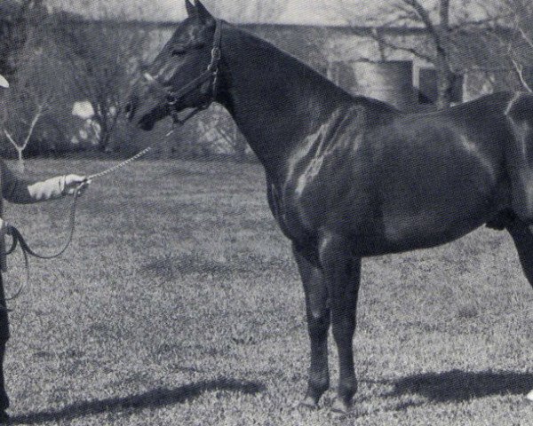 Deckhengst Squaw King (Quarter Horse, 1956, von King)