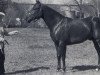 Deckhengst Squaw King (Quarter Horse, 1956, von King)