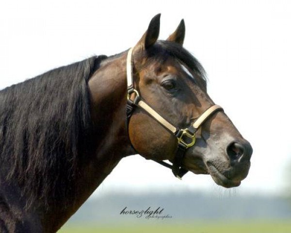 stallion Chex Enterprise (Quarter Horse, 1990, from Be Aech Enterprise)