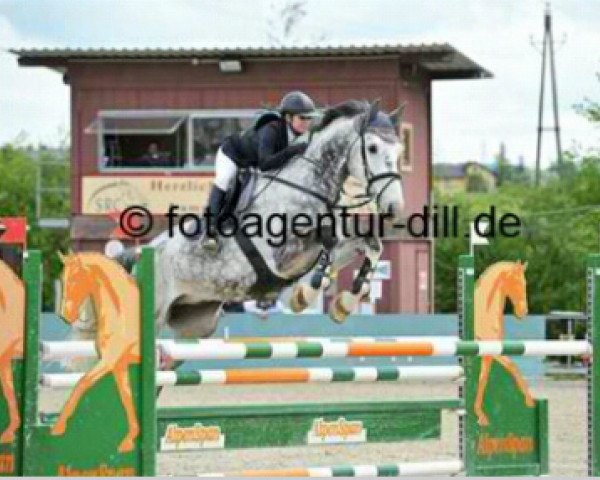 Springpferd Clint 26 (Holsteiner, 2003, von Calato)