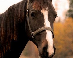 jumper He'Las Dequira (Holsteiner, 2010, from Quintero)