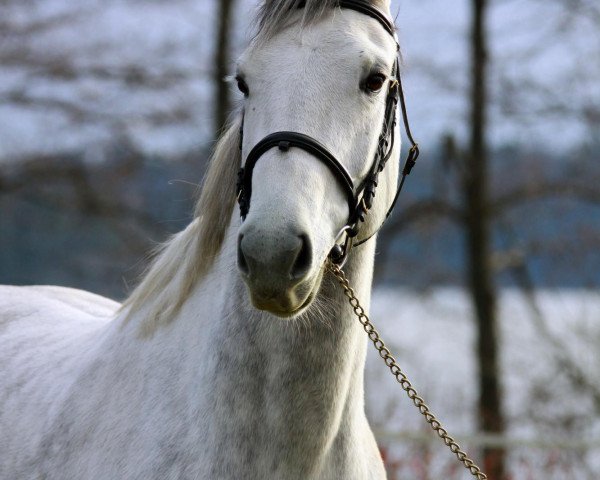 broodmare Lilian II (Holsteiner, 2003, from Lansing)