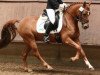 dressage horse Lanieros (German Riding Pony, 2006, from Lucky Luke R)