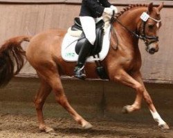 dressage horse Lanieros (German Riding Pony, 2006, from Lucky Luke R)