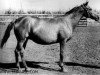 broodmare Chwała (Trakehner, 1944, from Hyperion)