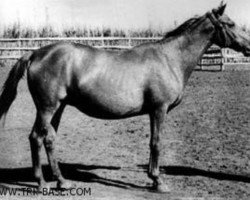 broodmare Chwała (Trakehner, 1944, from Hyperion)