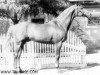 stallion Chochot (Russian Trakehner, 1956, from Chrysolit)
