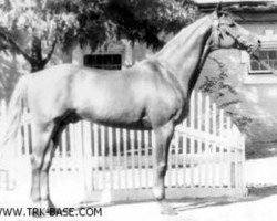 Deckhengst Chochot (Russisch Trakehner, 1956, von Chrysolit)