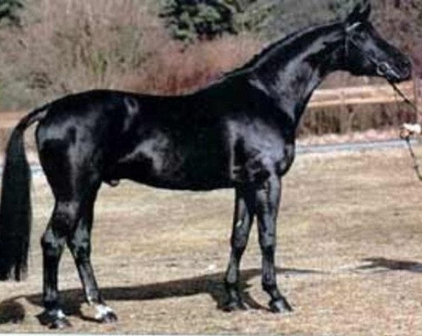 stallion Verdenas (Trakehner, 1985, from Choll 59 ( Holl ))