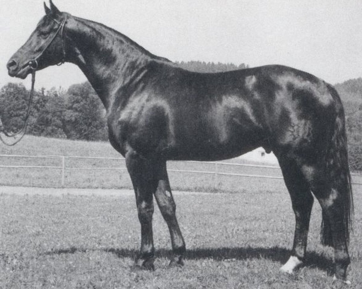 Deckhengst Marius (Trakehner, 1976, von Insterruf)