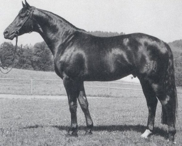stallion Marius (Trakehner, 1976, from Insterruf)