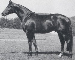 stallion Marius (Trakehner, 1976, from Insterruf)